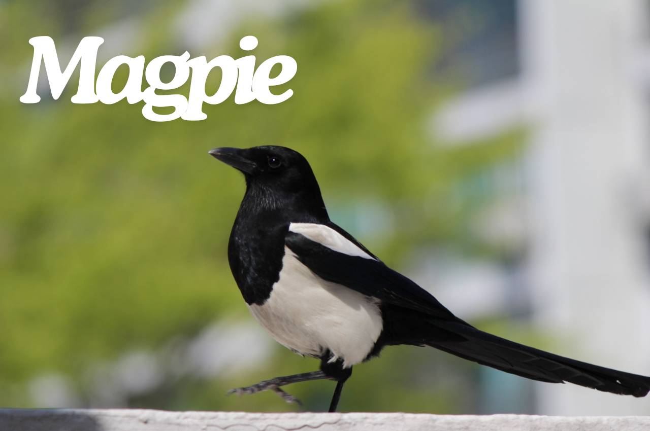 Bird Fact File: Magpie